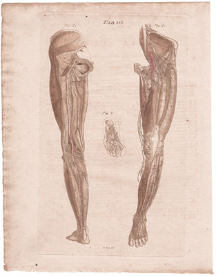 The Muscular Nerves of the Inferior Extremity
